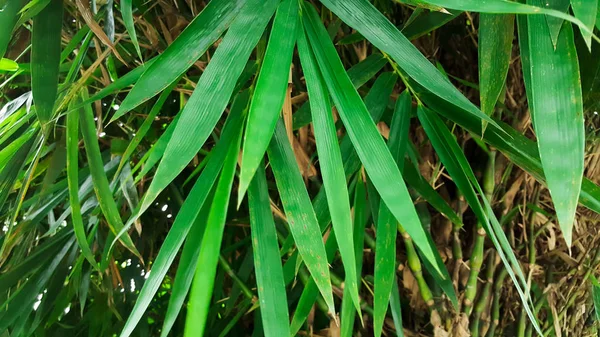 Nahaufnahme Grüne Bambusnatur — Stockfoto