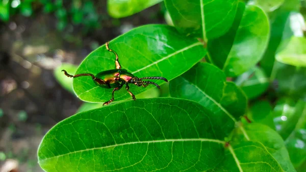 Scarabeo Verde Smeraldo Weevil — Foto Stock