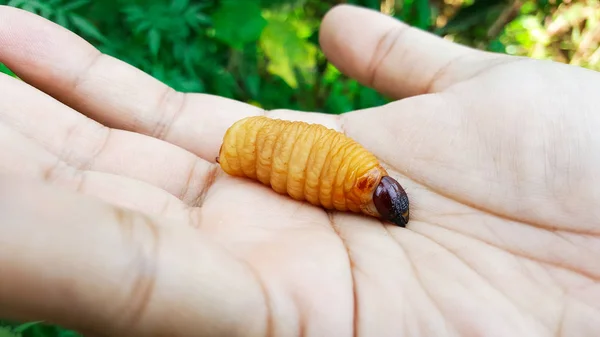 Hand Hold Sago Worm Larvae Red Palm Weevil — Stock Photo, Image