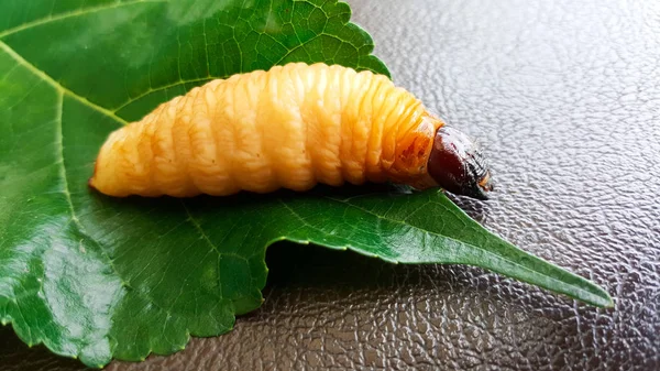 Sago Worm Larven Van Red Palm Weevil Groen Blad — Stockfoto