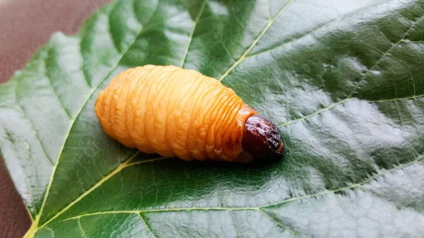 Gusano Sagú Larvas Del Gorgojo Palma Roja Sobre Hoja Verde —  Fotos de Stock