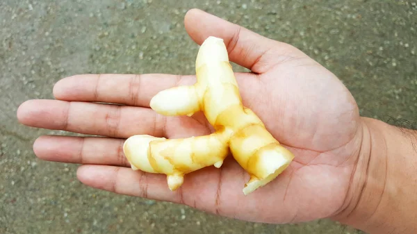 Açafrão Branco Curcuma Mangga Orgânico Mão — Fotografia de Stock