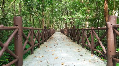 Tayland 'daki Mangrove Ormanı