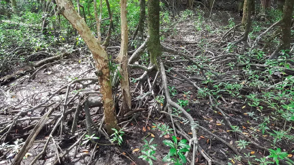 타이의 맹그로브 숲 — 스톡 사진