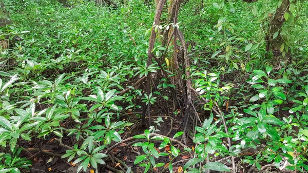 Floresta de mangue na Tailândia — Fotografia de Stock