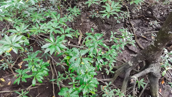 Tayland 'daki Mangrove Ormanı — Stok fotoğraf