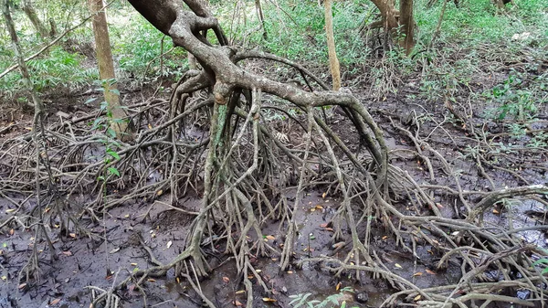 Mangrove forest in thailand — Stock Photo, Image