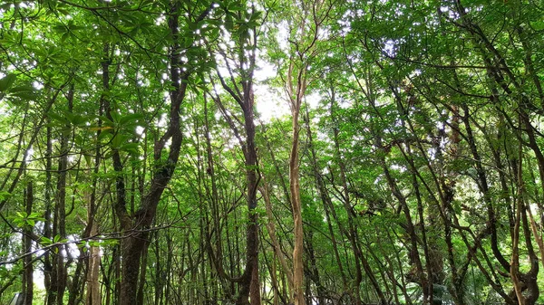 Δάσος Mangrove στην Ταϊλάνδη — Φωτογραφία Αρχείου