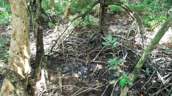Ліс мангровий в Таїланді — стокове фото