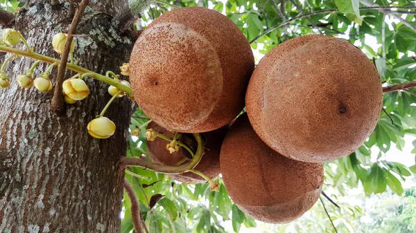 Close-up Sala tree, matalalang Robusta, bloem en fruit — Stockfoto