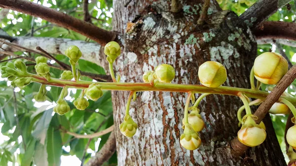 Nahaufnahme Salabaum, Shorea Robusta, Blume und Früchte — Stockfoto