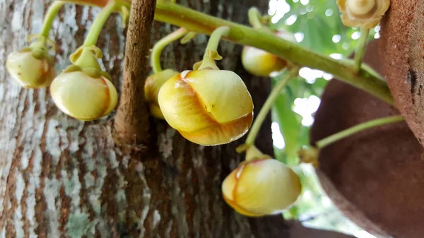 Primer plano sala árbol, shorea robusta, flor y fruta — Foto de Stock