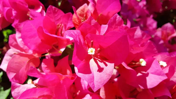 クローズアップピンクのブーゲンビリアの花 — ストック写真