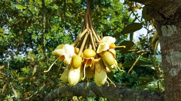 庭でクローズアップドリアンフルーツ植物と花, タイ — ストック写真