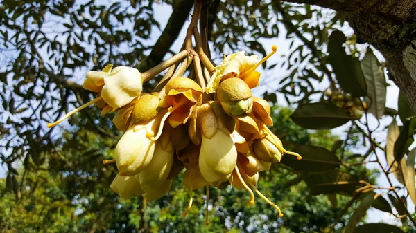 Primo piano durian piante da frutto e fiori in giardino, thailandia — Foto Stock