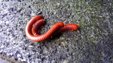 ıslak yosun ile yağmurdan sonra çimento üzerinde kırkayaklar
