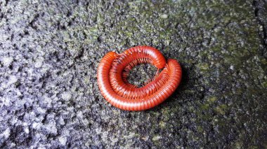 ıslak yosun ile yağmurdan sonra çimento üzerinde kırkayaklar