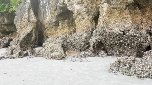 Обезьяны на скале у береговой морской пещеры — стоковое фото