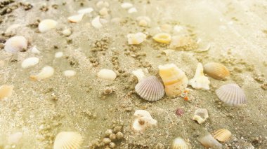 kum plaj yaz arka plan kabukları yakın bebek yengeç, tayland