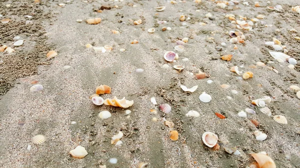 Muszle na piasku plaża lato tło, Tajlandia — Zdjęcie stockowe