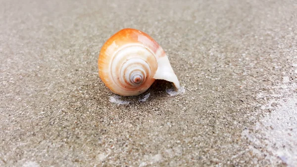 Coquilles sur fond d'été plage de sable, thailand — Photo