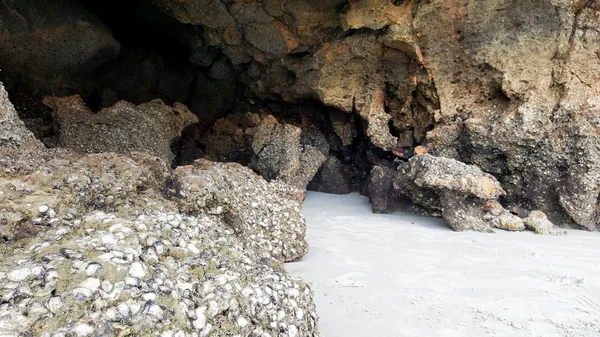 岩石海滩海洞上的牡蛎壳 — 图库照片