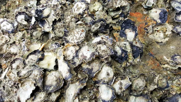 Guscio di ostrica sulla spiaggia rocciosa grotta marina — Foto Stock