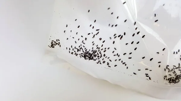 Drosophila folla in sacchetto di plastica — Foto Stock