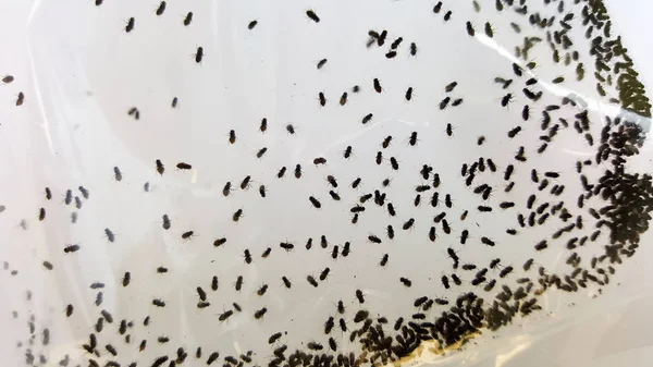 Drosophila crowd in plastic bag — Stock Photo, Image