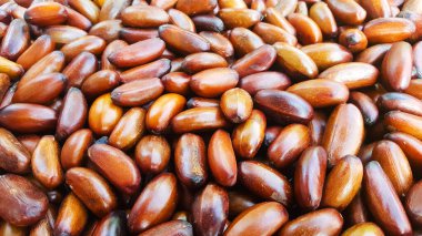 Elateriospermum Tapos Blume nut, nakhon si thammarat, Güney Tayland