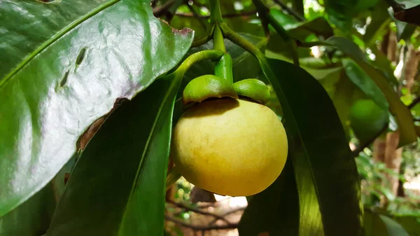 Giovane Mangostano Albero Thailandia — Foto Stock