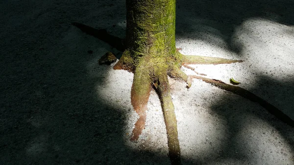 Close Tree Roots Forest Nature — Stock Photo, Image