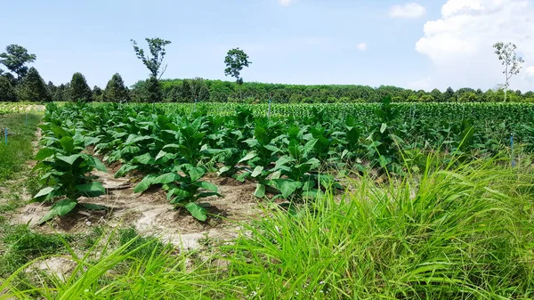 Granja Plantas Tabaco Tailandia —  Fotos de Stock