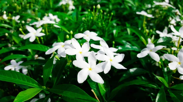 Zbliżenie Biały Gardenia Jasminoides Kwiat — Zdjęcie stockowe