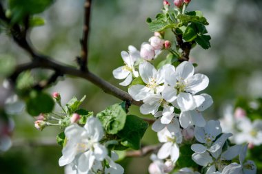 Elma ağaçları bahar günü çiçek. Yaz, yakın çekim.