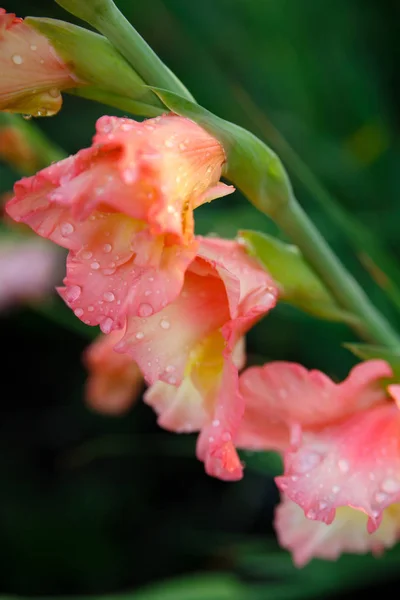 Flor gladiolus em gotas de orvalho na grama verde — Fotografia de Stock