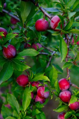 bir çiftlikte bir ağaç üzerinde büyüyen erik