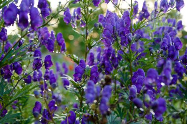 Yeşil yeşillik arka plan üzerinde küçük mor çiçekler