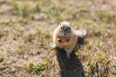 gopher çim closeup kurabiye yiyor