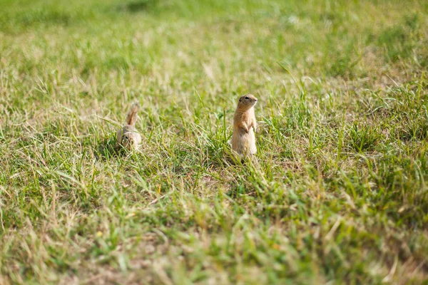 Dwa Gophers w polu trawy w słoneczny dzień — Zdjęcie stockowe