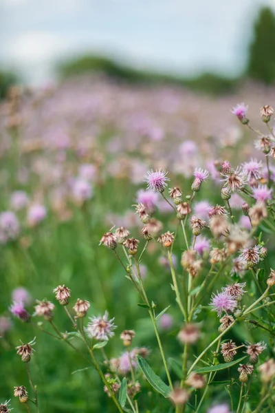 pink wild flowers in green grass, closeup