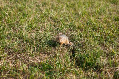 bir çim alanında gopher yakın