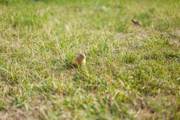 Gopher em um campo de grama de perto — Fotografia de Stock