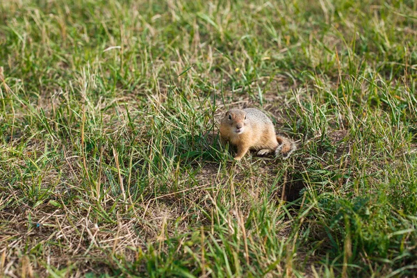 Gopher in a grass field close up — Stock Photo, Image