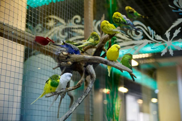 flock of colored budgies on branches at the zoo