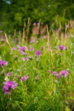 yeşil çim, closeup pembe kır çiçekleri