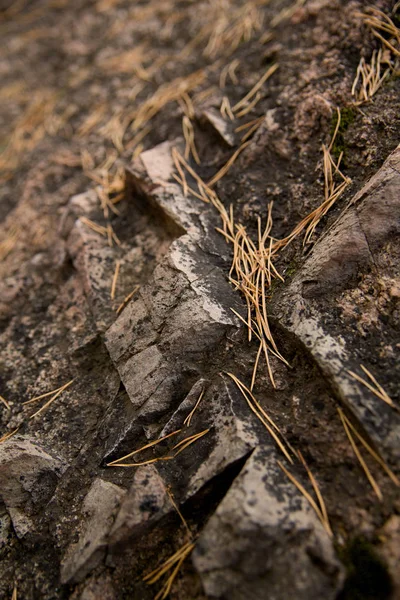 dry needles on the ground and stones