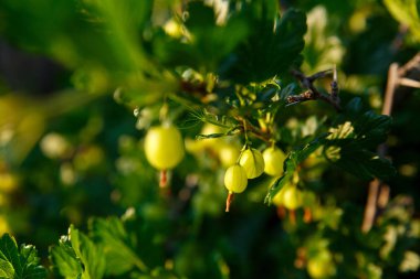 gooseberries bahçede bir çalı üzerinde büyümek