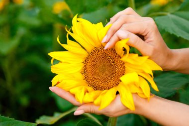 ayçiçeği bir arka plan üzerinde kadın ellerde sarı ayçiçeği