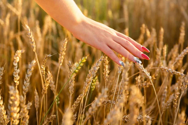 Woman strokes wheat ears in the field Stock Picture